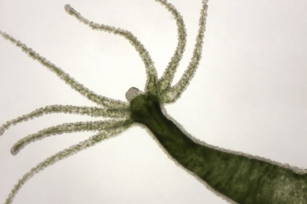 Kraken официальный сайт ссылка через tor