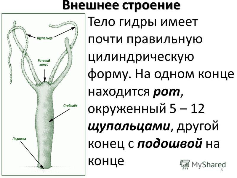 Запрещенный сайт кракен